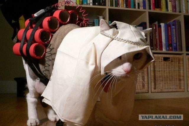 Кошачья пантомима