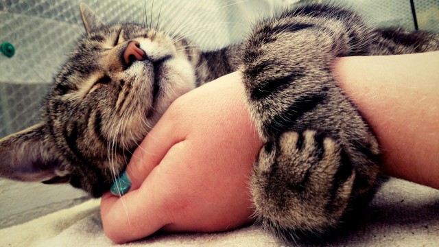 Кот глухого человека