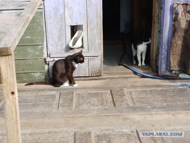 Жизнь домашнего приюта для котеек 456