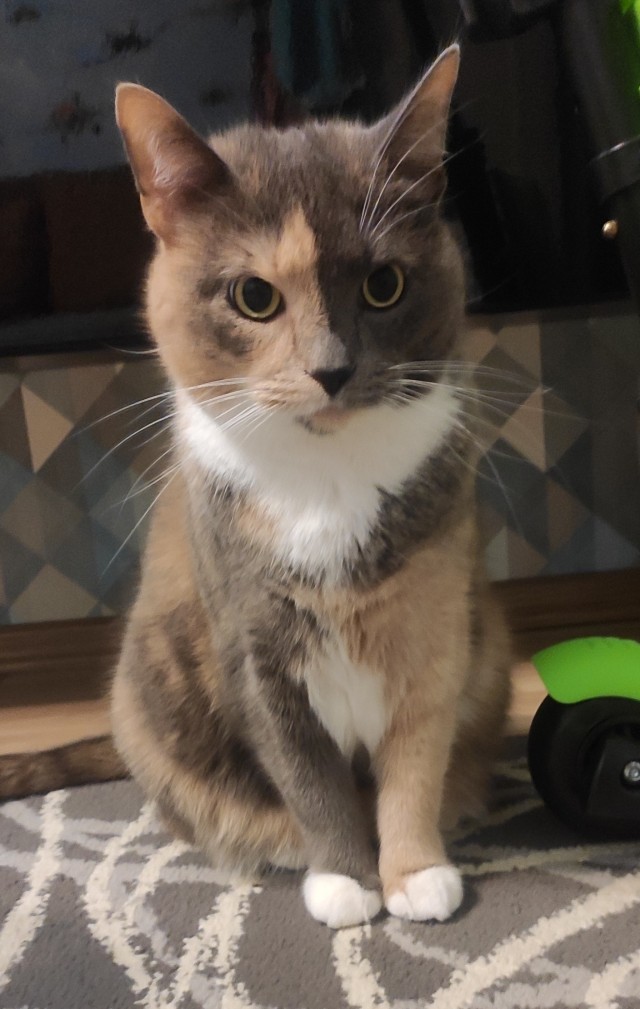 Мой котяра