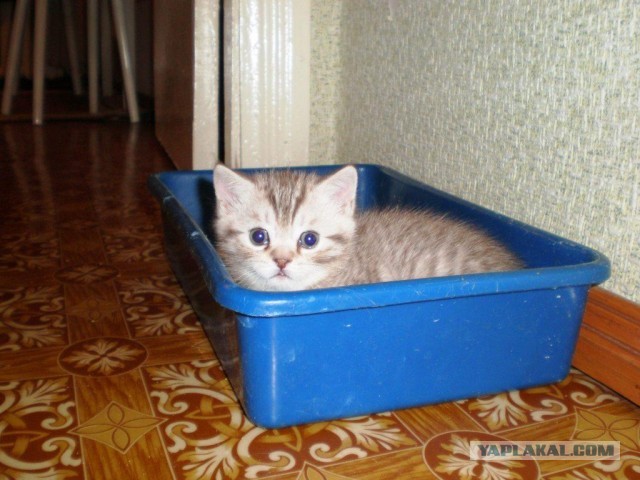 Новый иждевенец дома