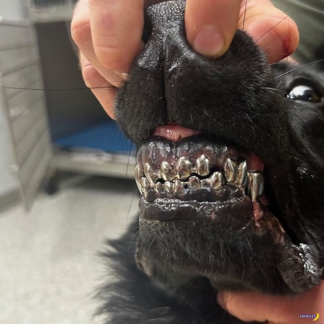 Зачем полицейским собакам в США титановые зубы?