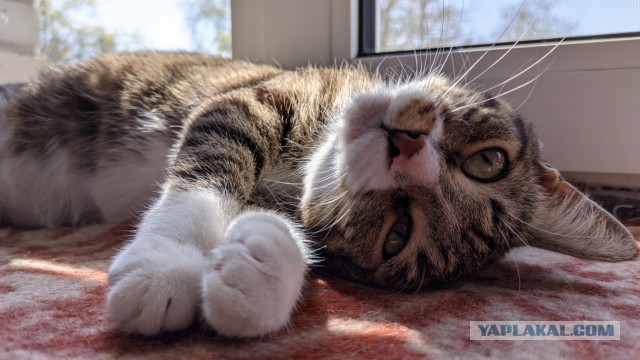 Котаняны
