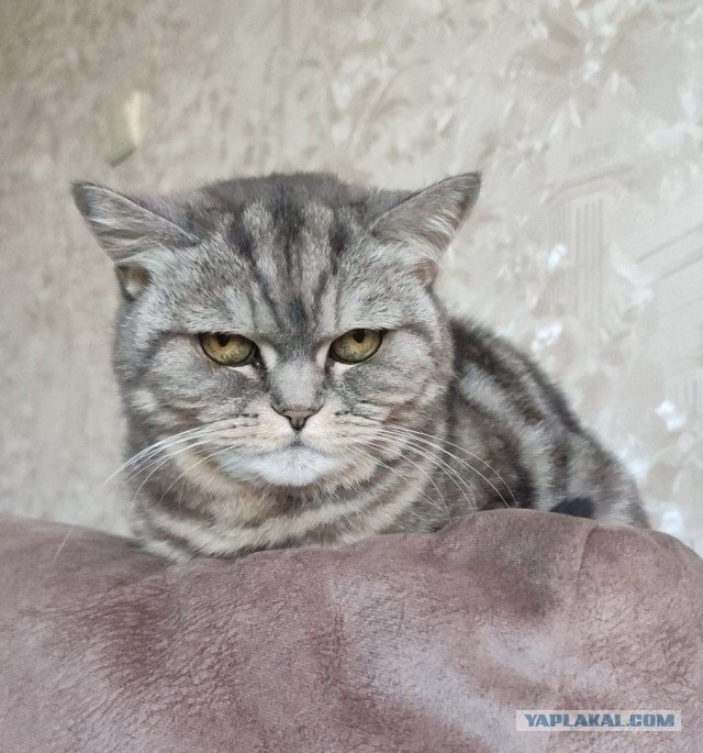 «Кот увёл моего мужа»