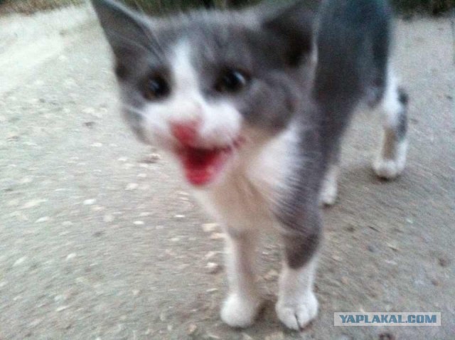 Коты Севастополя