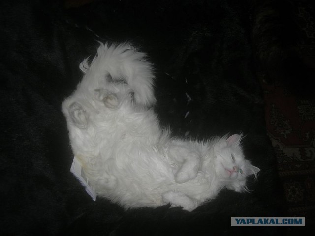 Скромный кот