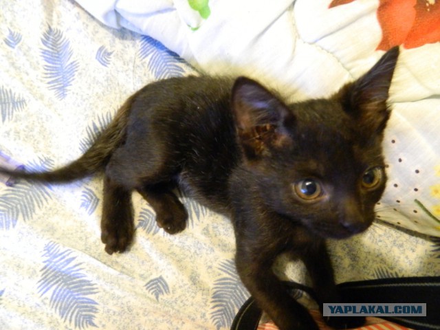 Новый член семьи