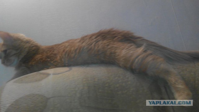 Знакомьтесь - это Персик!