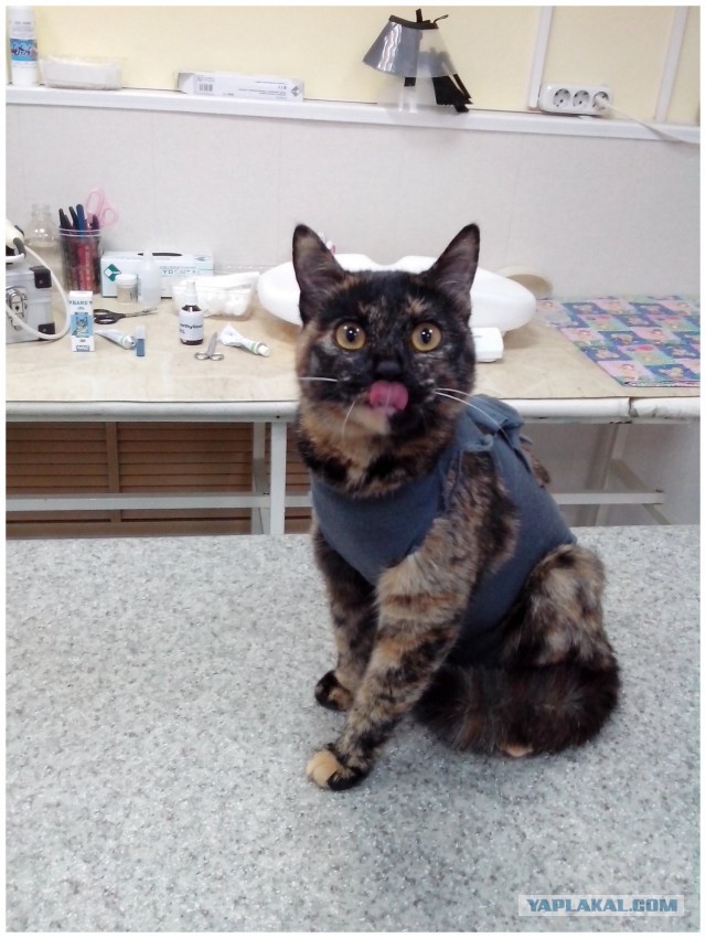 Котовторник 6.05.2014