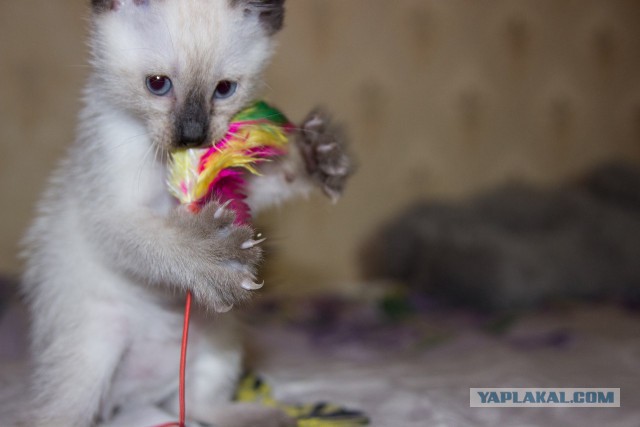 Котовторник 10.06.2014