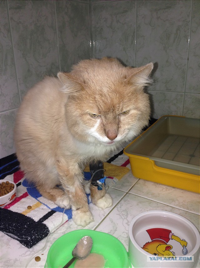 Про рыжего кота...