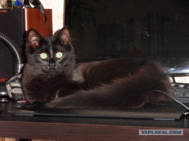 Котовторник 2.12.14