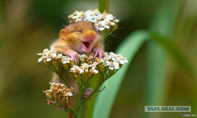 Смешное из инета