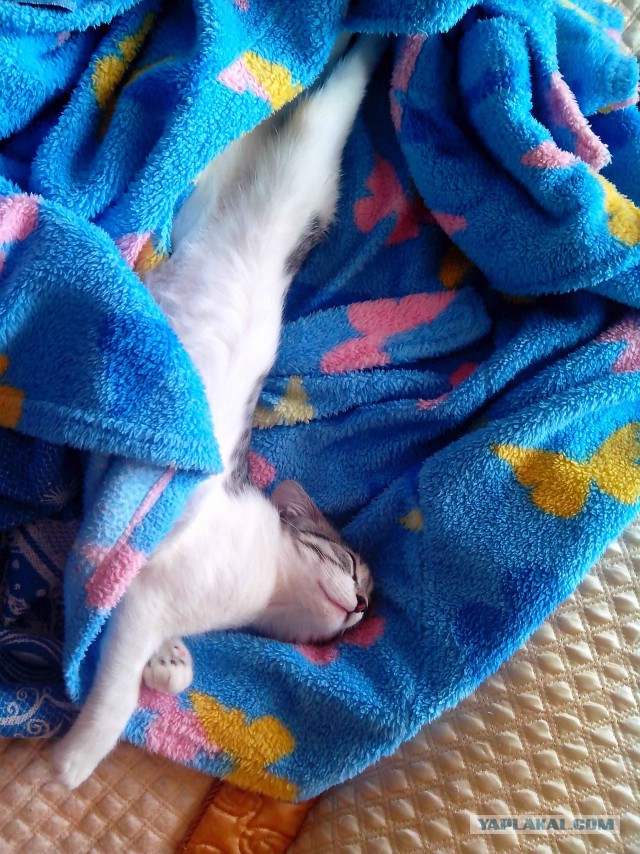 Котовторник  21.07.2015
