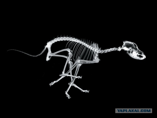 Рентгеновские снимки животных, с шокирующими