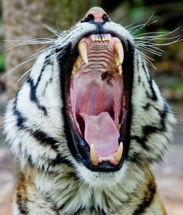 Амба, тигр уссурийский