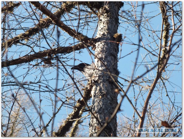 Водяной кролик