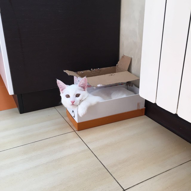 Кото-вторник 24 Мая 2016го :)