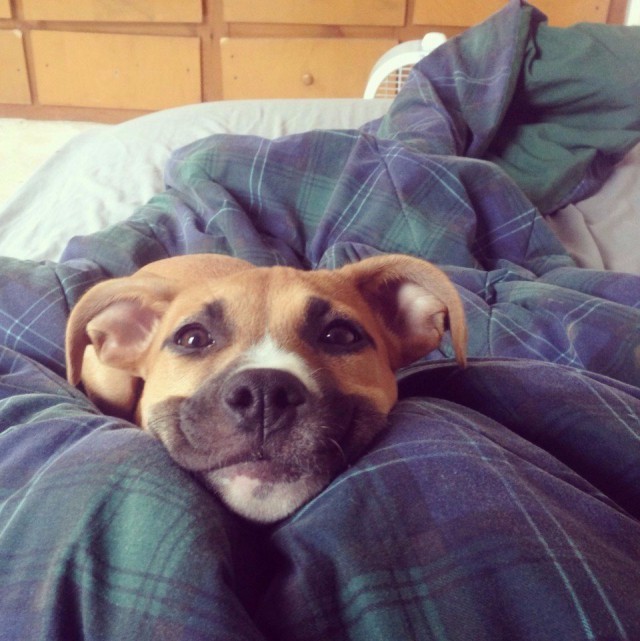 Прикольные животные
