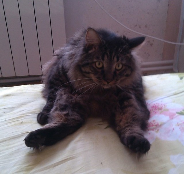 Котовторник 04.10.16