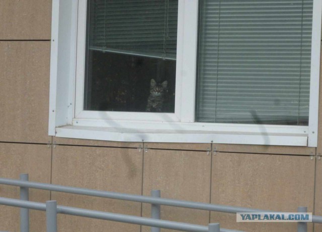 Котовторник 04.10.16