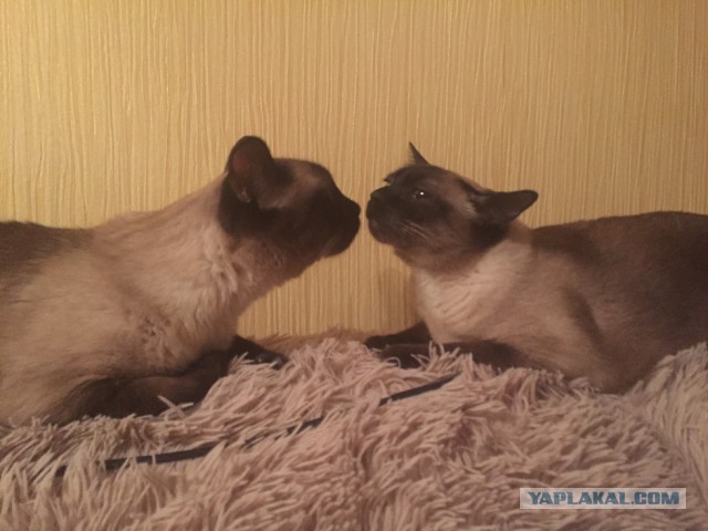 Котовторник 15.11.2016
