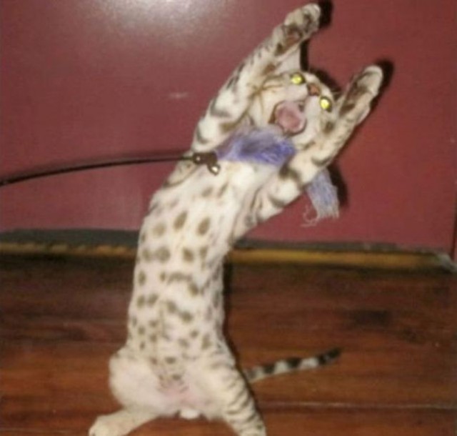 Коты и Кошки
