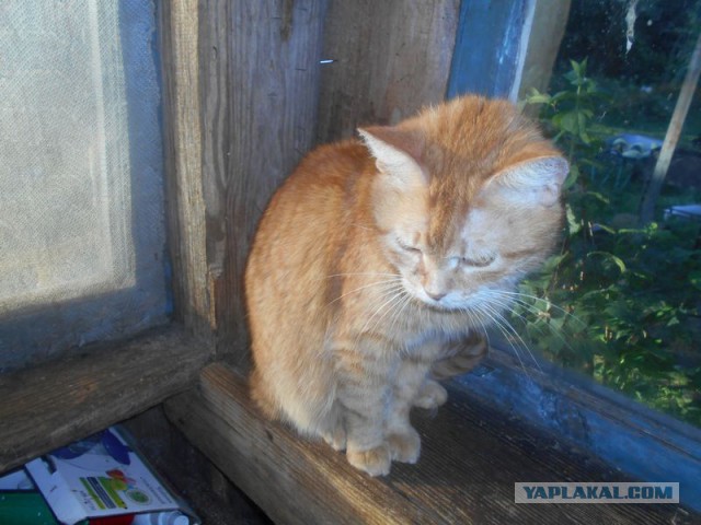 Жизнь домашнего приюта для котеек 185