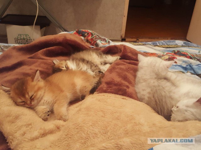 Котовторник
