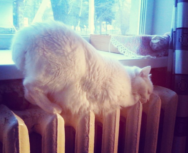 Когда повезло с котом.