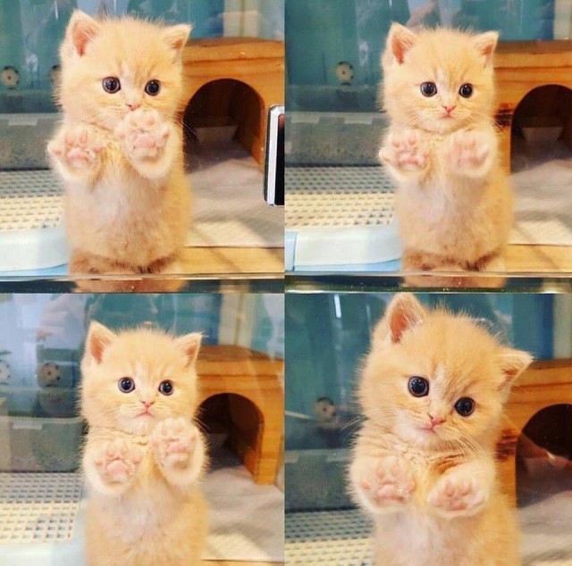 Коты и Кошки
