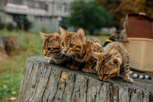 Прикольных котов пост