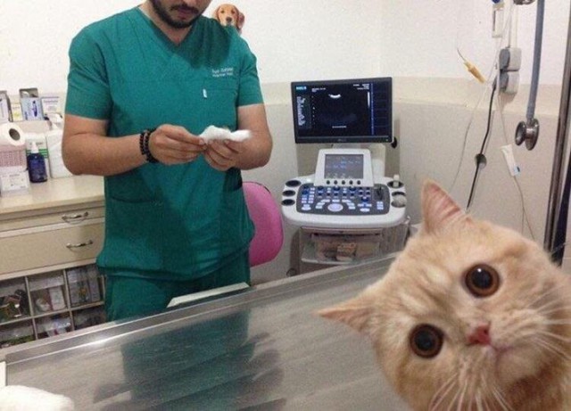 Прикольных котов пост