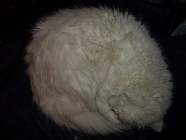 Коты, кошки и котята