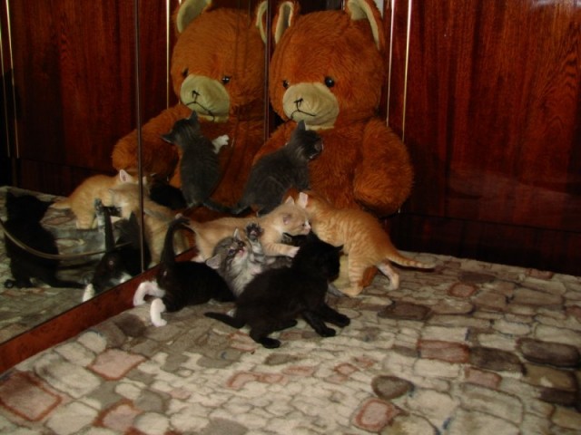 Котовторник 22.11.11