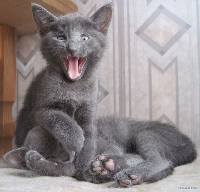 Котовторник (14.02.2012)