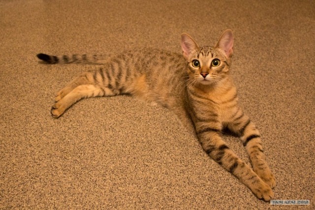 Котовторник! 13.03.2012