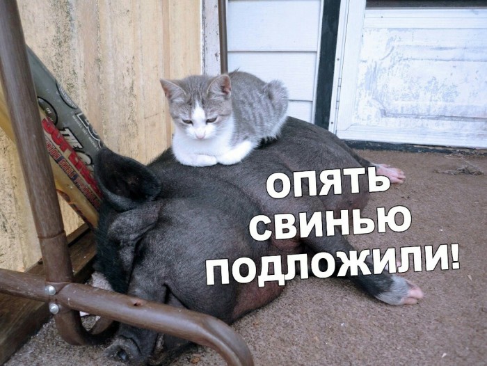 Подборка интересных и веселых картинок 15.09.19