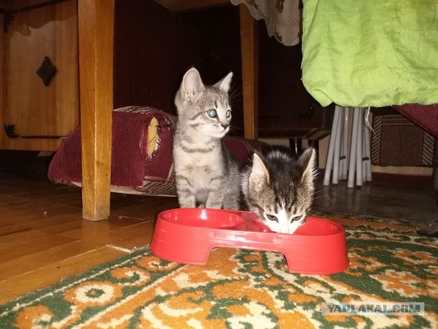 Котики. Было - стало