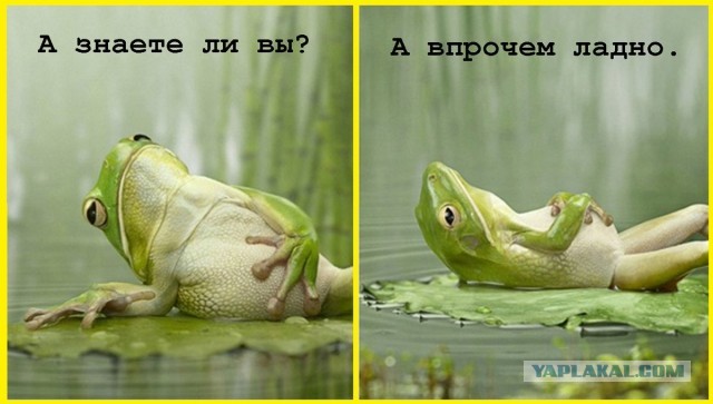 Страшнее лягухи зверя нет!