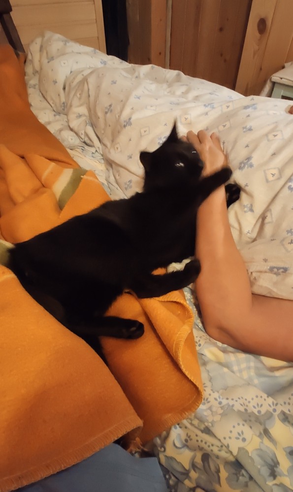 Дом мой. Кот не мой: 15 случаев, когда коты нагло вламывались в чужие дома