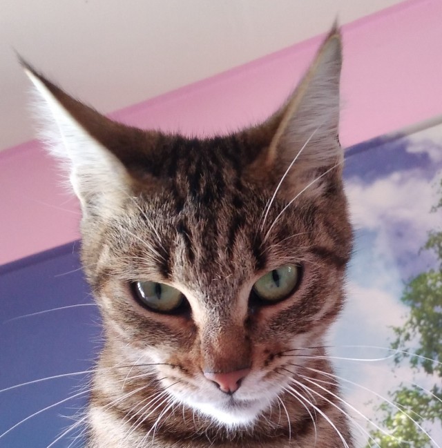 Котовторнику быть!