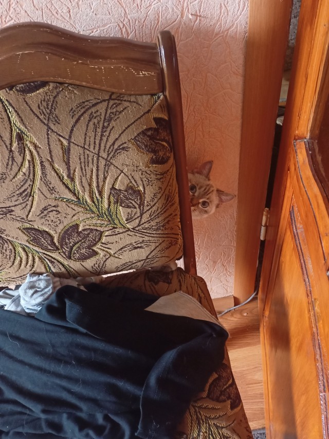 Котовторник же очередной