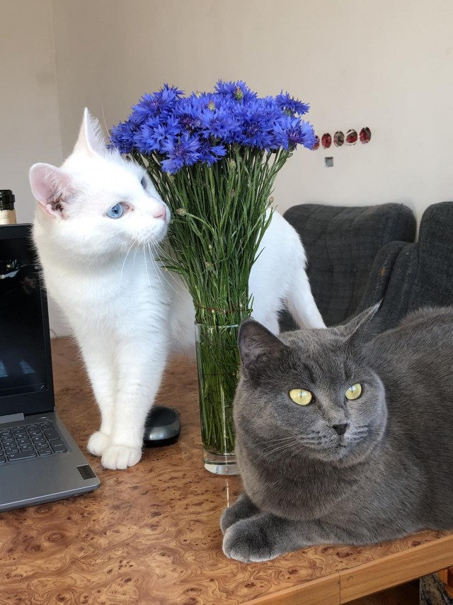 Котёнок