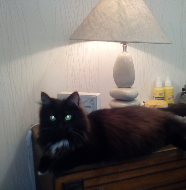 Вариант кота с лампой