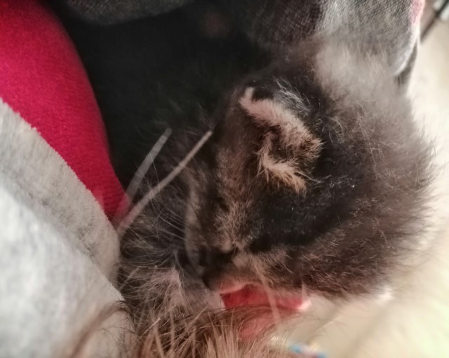 Как срут коты