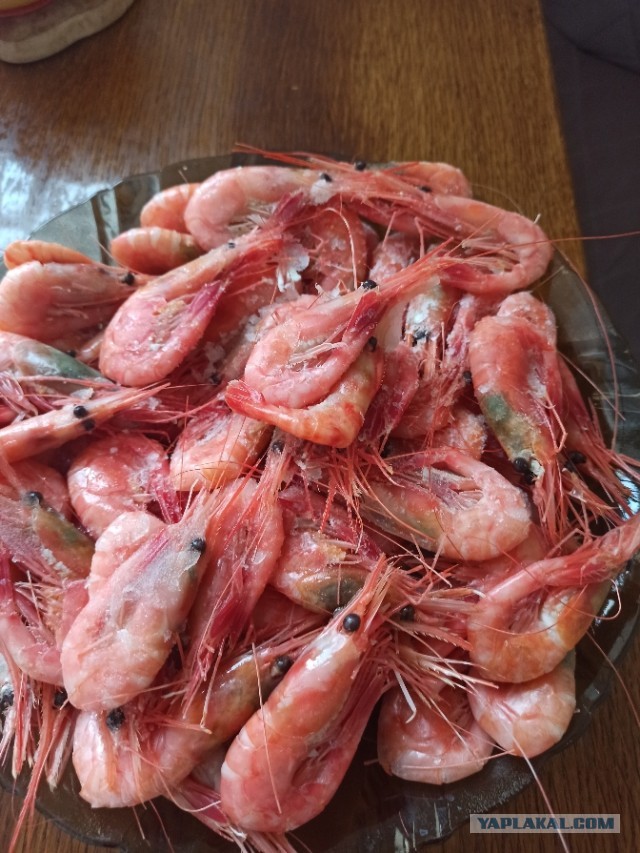 Некоторые бабы кончают