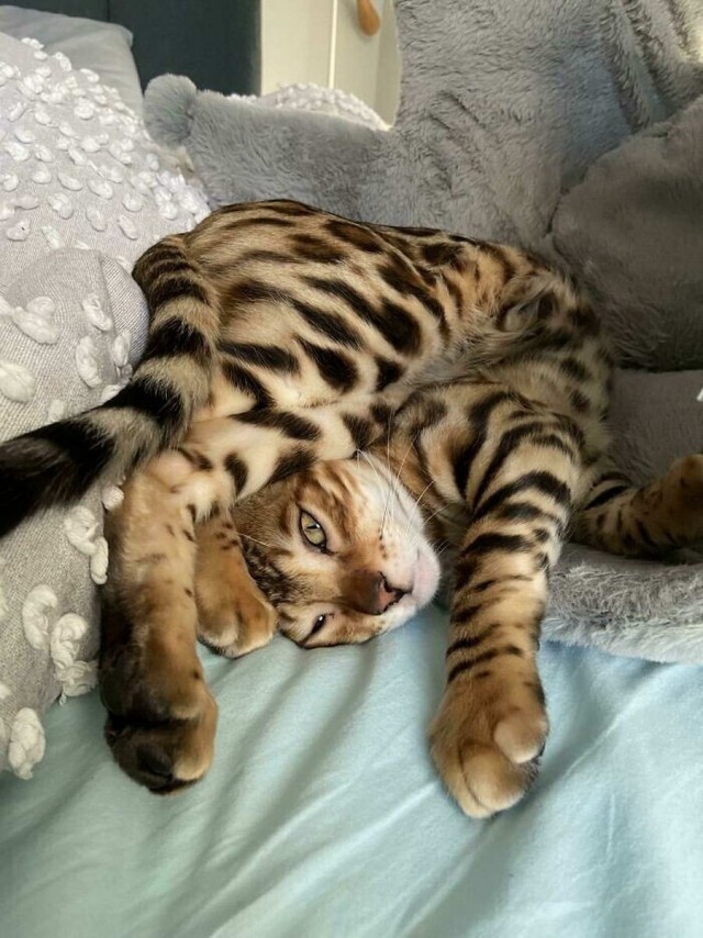 Начинаем котовторник.