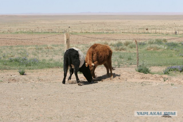 В Монголию на мотоциклах 2006