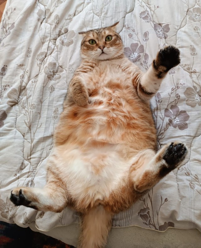 С котовторником ЯПовцы